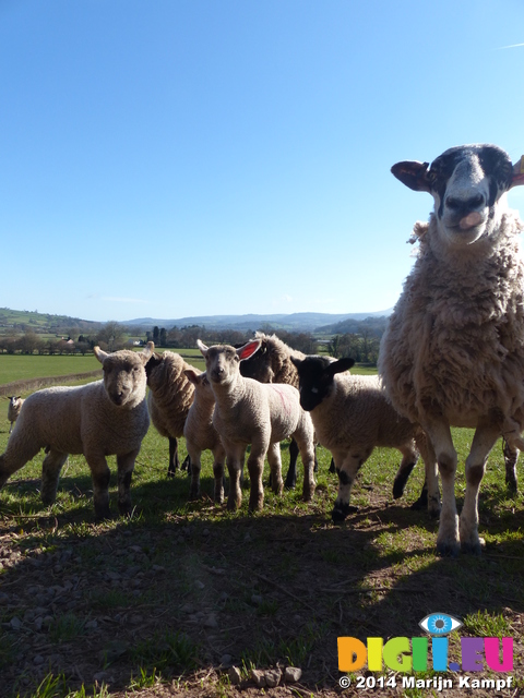 FZ004147 Ewe and lambs in field